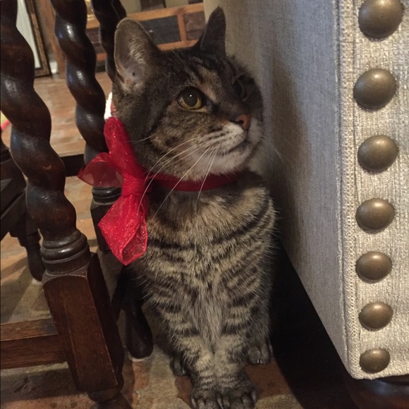 Meet your Posher, Christine - Picture 1 of 1